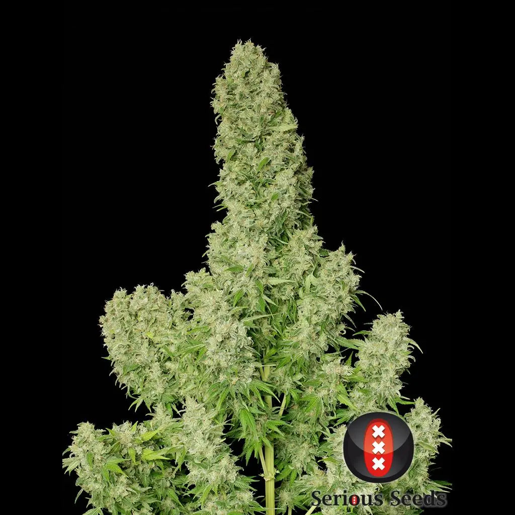 White Russian Serious Seeds