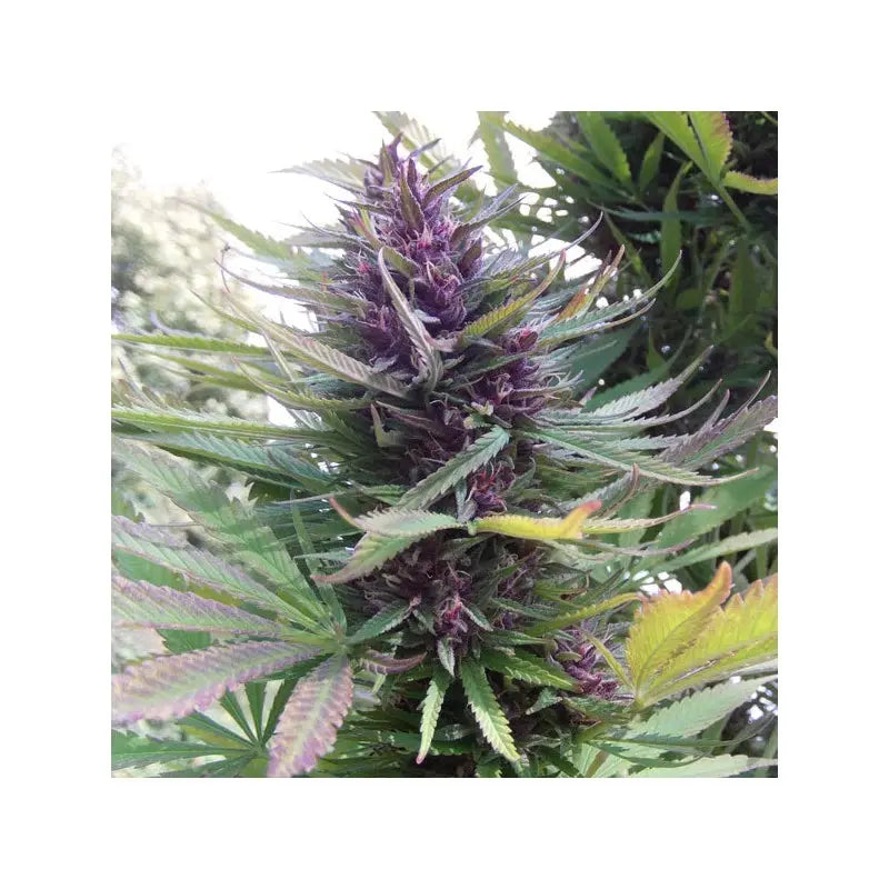 Shaman Dutch Passion