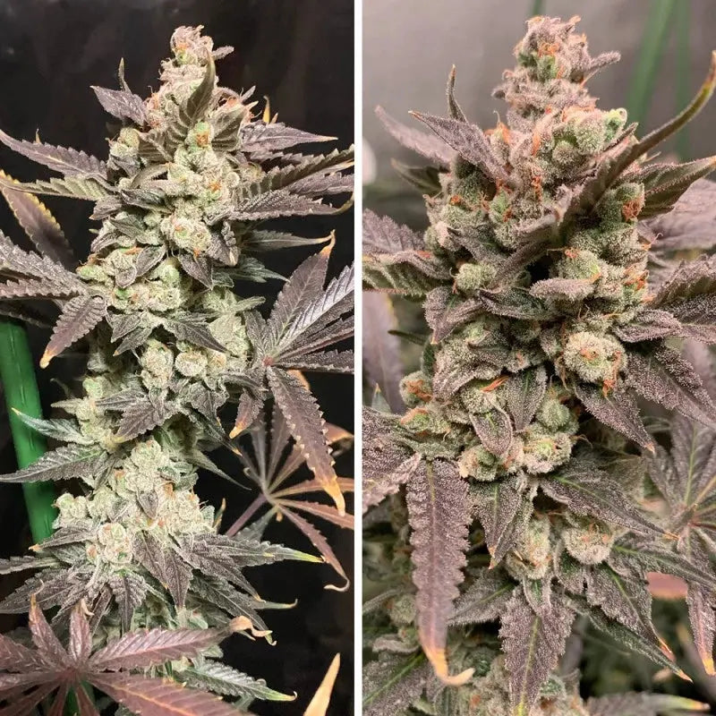 Skywalker Haze Dutch Passion