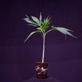 Malasana Cookies Exotic Seeds