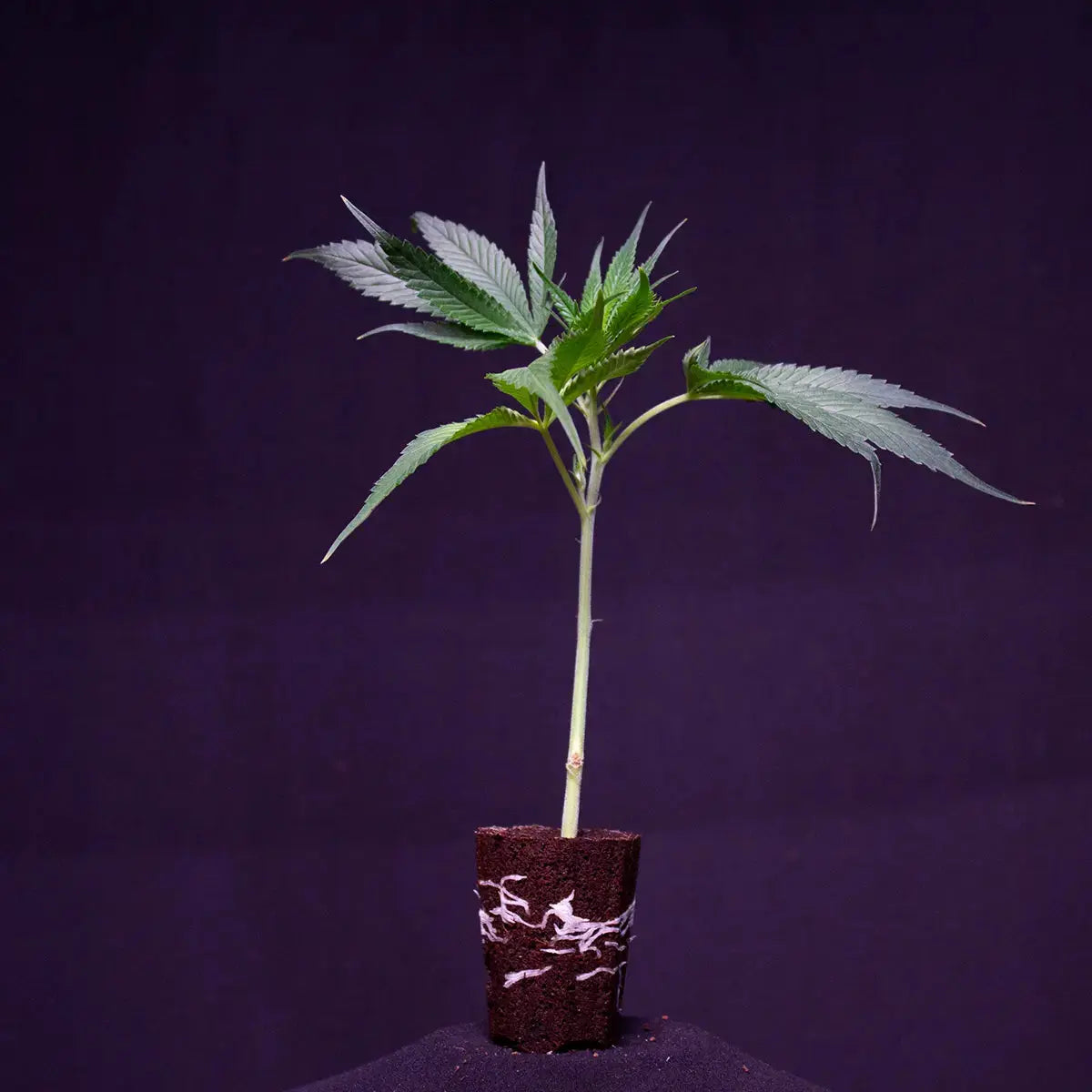 Malasana Cookies Exotic Seeds