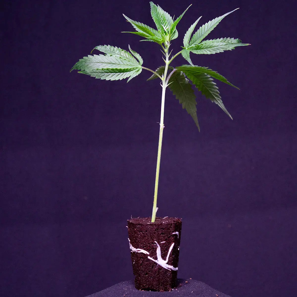 Watermelon Zkittlez Barneys Farm
