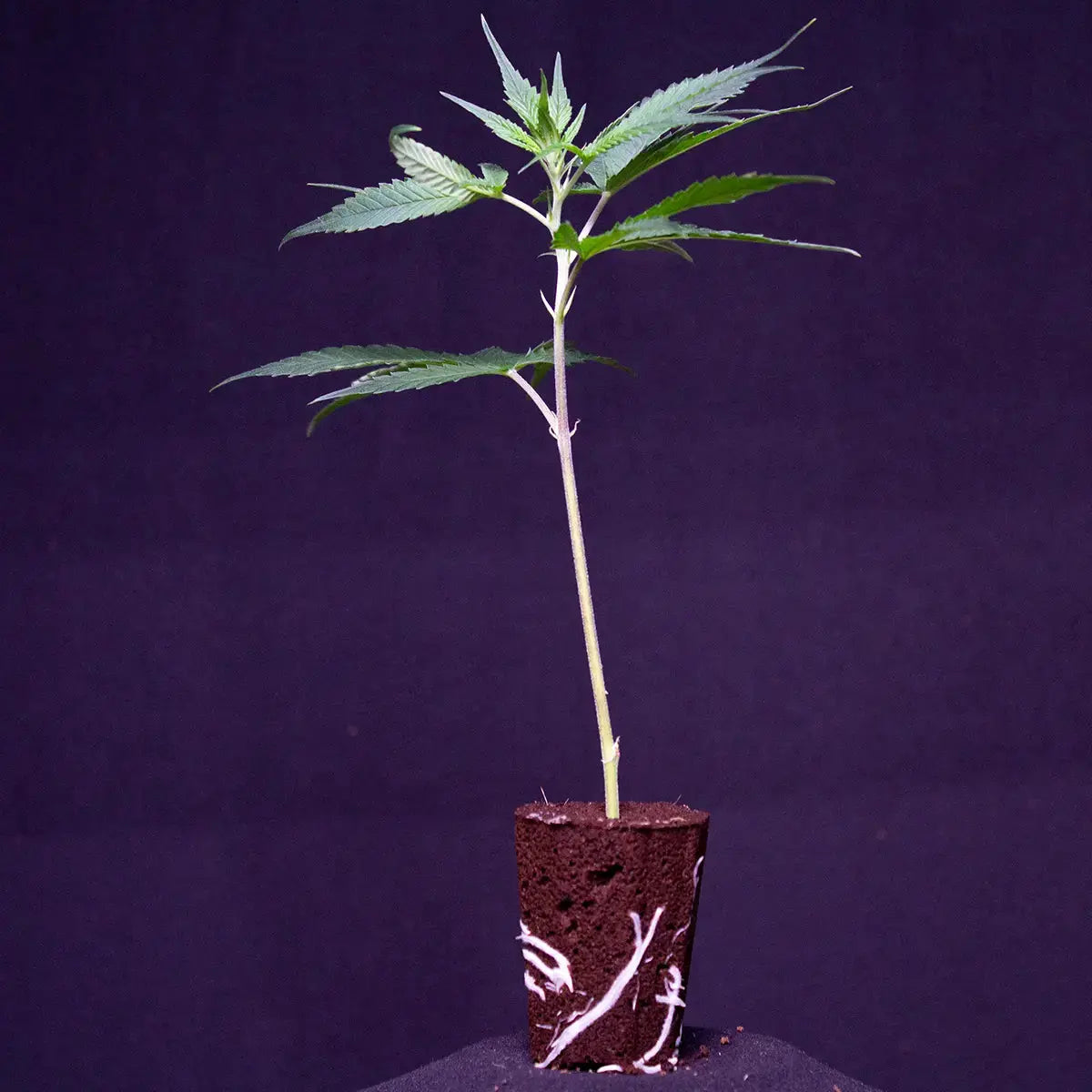 Wedding Cake Seed Junky Genetics