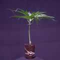 Cap Junky Capulator & Seed Junky Genetics
