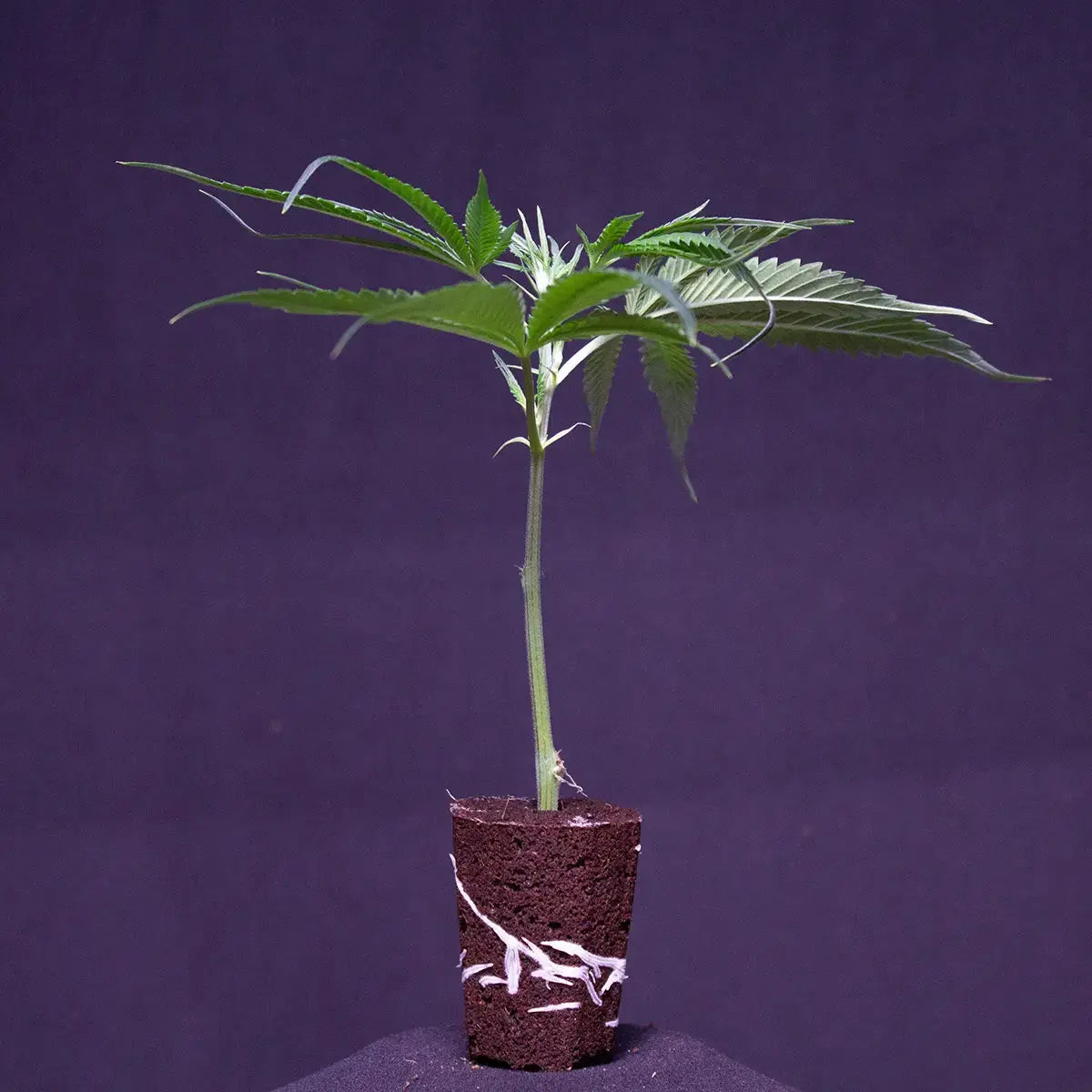 Cap Junky Capulator & Seed Junky Genetics