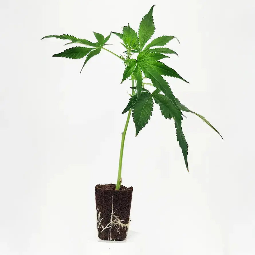 Malasana Cookies Exotic Seeds