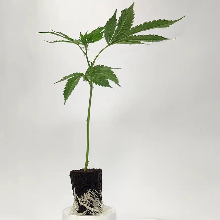 Polar Gelato Silent Seeds