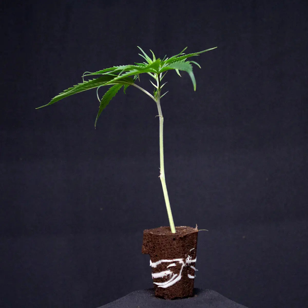 RS11 x Banana OG Barney's Farm