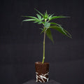 Super Silver Haze Guardians of Genetics