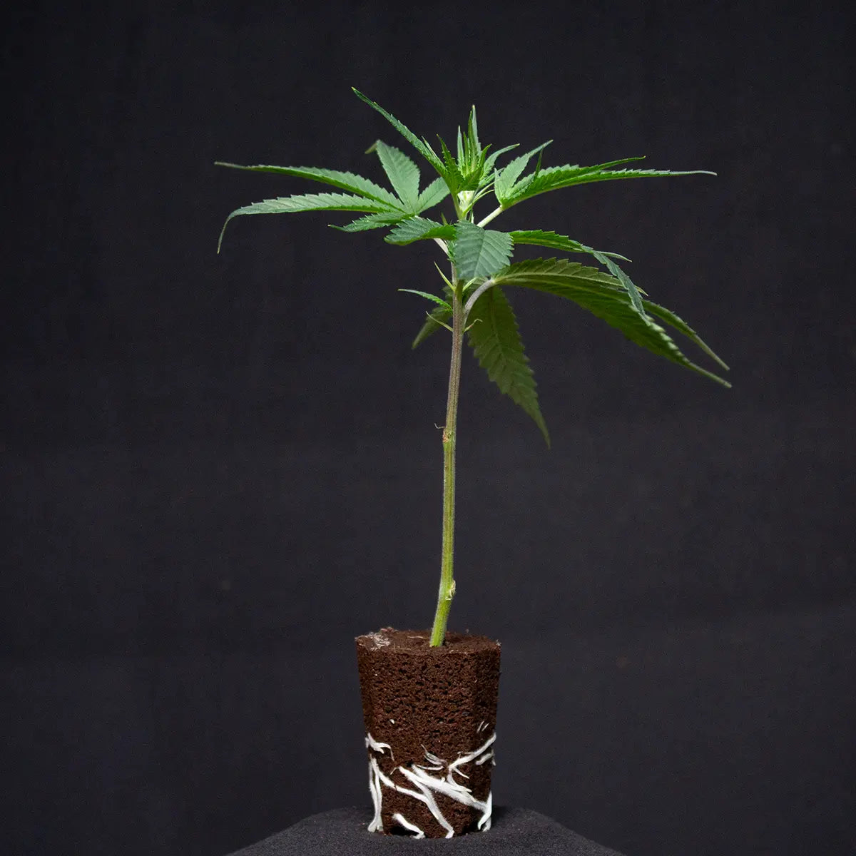 Super Silver Haze Guardians of Genetics