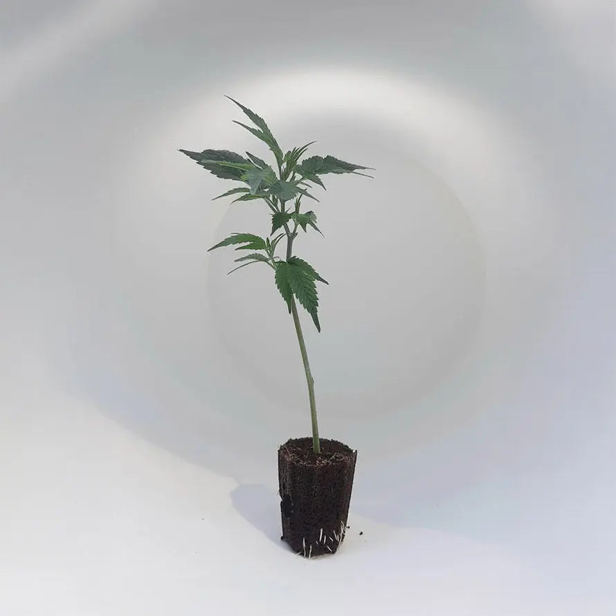 Wedding Cake Seed Junky Genetics