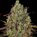 Tangerine Dream Barneys Farm