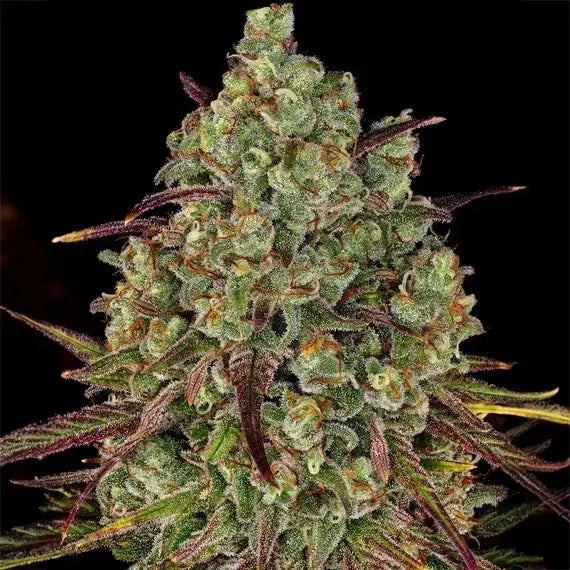 Tangerine Dream Barneys Farm