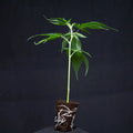 Tropicana Cherry Relentless Genetics