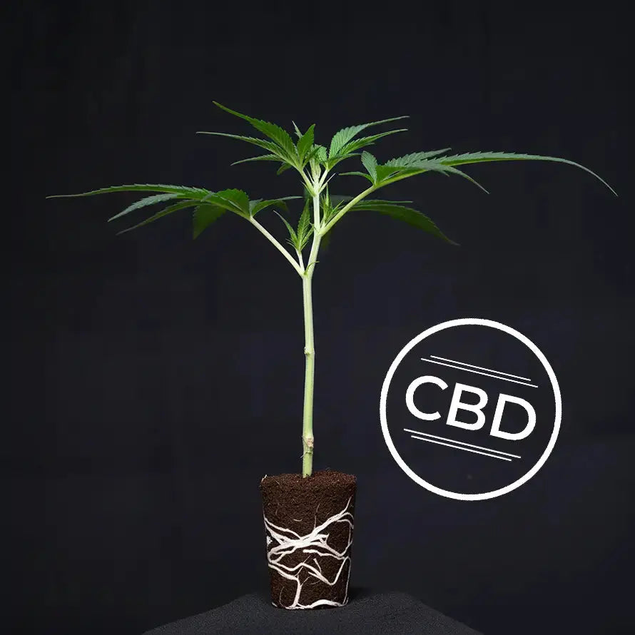 White Shark Zkittles (CBD) TB Farming AG