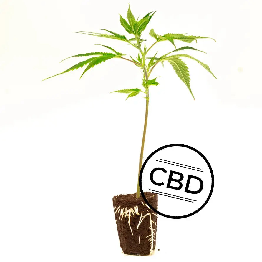 White Shark Zkittles (CBD) TB Farming AG