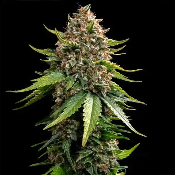 White Widow XXL Auto Barneys Farm
